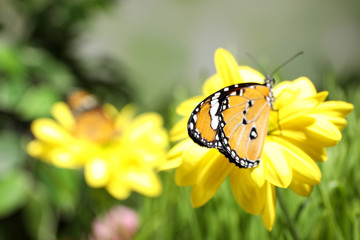 Beautiful painted lady butterfly on flower in garden