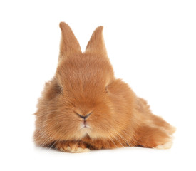 Adorable fluffy bunny isolated on white. Easter symbol