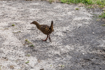 Waka endemic Newzealander flightless bird, near Kaiteriteri, Abel Tasman park, New Zealand