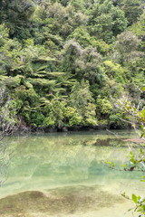 green waters at Bark bay estuary with rain forest thick lush vegetation on shore, near Kaiteriteri, Abel Tasman park, New Zealand