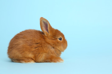 Adorable fluffy bunny on light blue background. Easter symbol