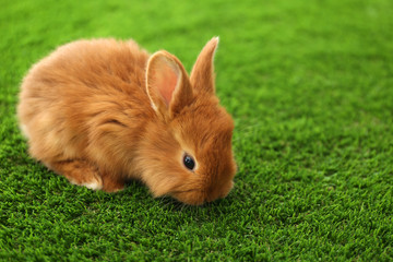 Adorable fluffy bunny on green grass, closeup. Easter symbol