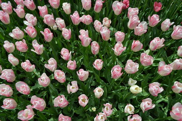 Top view of many vivid pink and white tulips in a garden in a sunny spring day, beautiful outdoor floral background photographed with soft focus