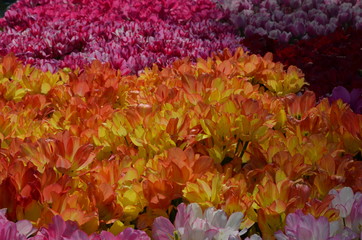 Top view of many delicate vivid orange, yellow and pink tulips in a garden in a sunny spring day, beautiful outdoor floral background photographed with soft focus