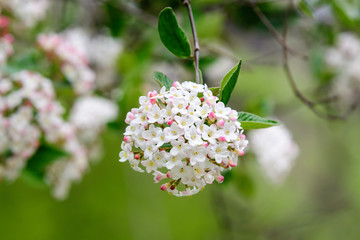Shrub with white flowers of Viburnum opulus plant, known as guelder rose, water elder, cramp bark, snowball tree and European cranberrybush, in a sunny spring garden, beautiful floral background