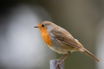 rouge gorge