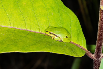 Green frog on leaf. A frog hides in a plant