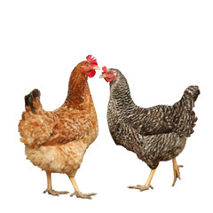 Beautiful colorful chickens on white background. Domestic animal