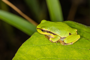 Green frog on leaf. A frog hides in a plant