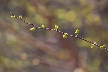 Green leaves are dismissed on a branch in the park in the spring new life. Nature