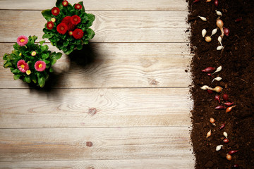 flowers and gardening tools with copy space. Spring gardening concept, copy space, Spring gardening composition