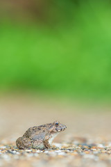 ヌマガエル