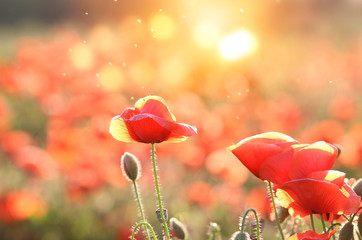 Poppies. Summer, wildflowers and sunset.