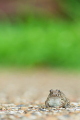 ヌマガエル