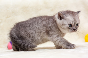 Angry kitten, gray smoky British young cat