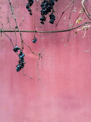 Dried wild grapes against white concrete wall and pink metal fence