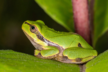 Green frog on leaf. A frog hides in a plant