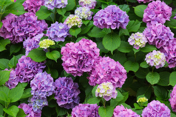 満開の西洋紫陽花