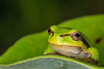 Green frog on leaf. A frog hides in a plant