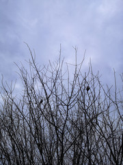 Branches of trees against the cloudy sky