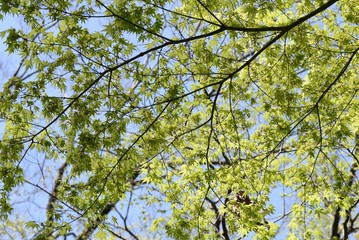 The young leaves of Japanese maple shine beautifully in the spring sunshine.