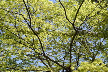 The young leaves of Japanese maple shine beautifully in the spring sunshine.