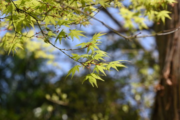 The young leaves of Japanese maple shine beautifully in the spring sunshine.