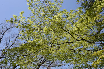 The young leaves of Japanese maple shine beautifully in the spring sunshine.