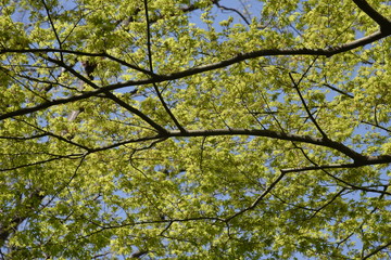 The young leaves of Japanese maple shine beautifully in the spring sunshine.