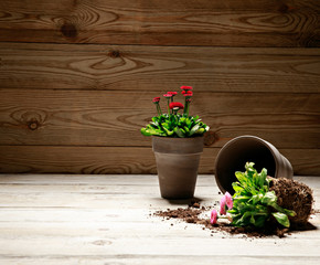 flowers and gardening tools with copy space. Spring gardening concept, copy space, Spring gardening composition