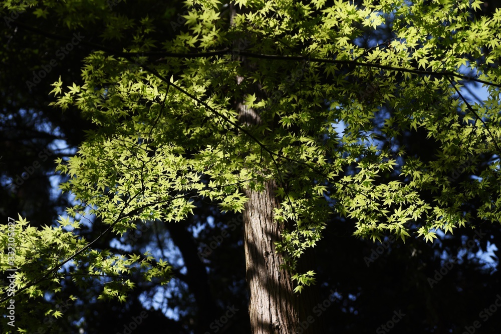 Poster The young leaves of Japanese maple shine beautifully in the spring sunshine.