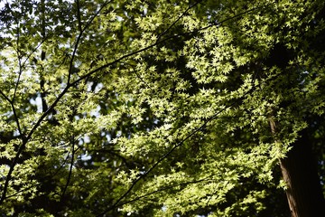 The young leaves of Japanese maple shine beautifully in the spring sunshine.