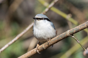 Nuthatch, Sitta europaea, Eurasian nuthatch