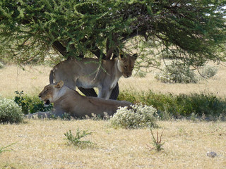 Panthera leo melanochaita