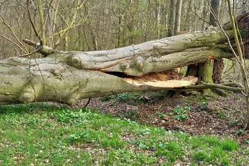 Fototapeta na wymiar A huge beech tree felled by the storm. She was completely rotten