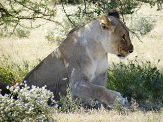 Panthera leo melanochaita