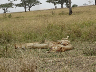 Panthera leo melanochaita