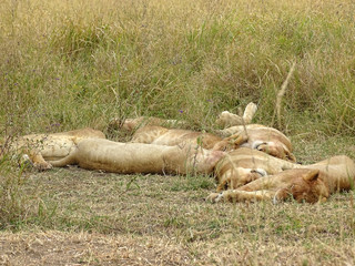 Panthera leo melanochaita