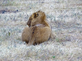 Panthera leo melanochaita