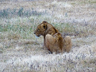 Panthera leo melanochaita