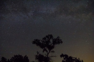 night starry sky with alone tree silhouette
