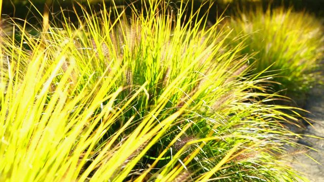 Portrait of little boy oy on the field with tall grass. Spring or summer mood.