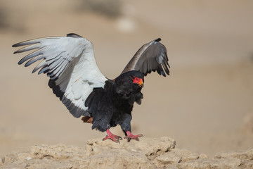 Baleleur landing in the Kalahari