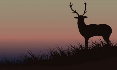 Silhouette of a deer in the grass against a background of a beautiful foggy sky.