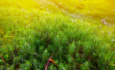 closeup micro moss in a sunlight, natural background