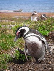 Penguin with funny wobbly walk