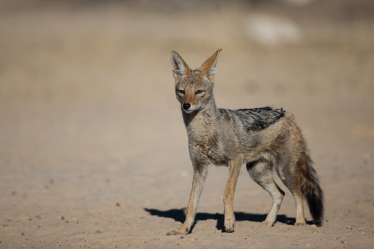 Black-backed jackal in the kalahari sand