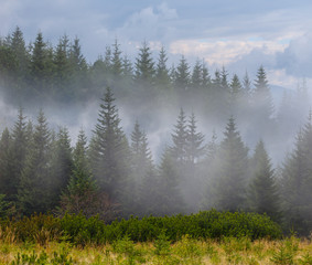 fir tree forest in a mist on the mount slope