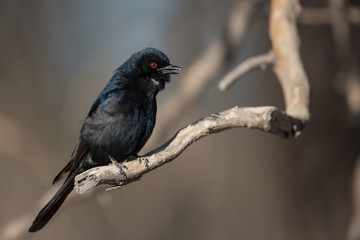 Fork-tailed Drongo