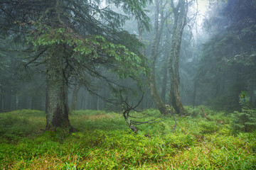 wet pine forest after a rain in a blue mist © Yuriy Kulik
